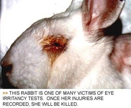 animal testing pictures. L#39;Oreal#39;s Cruel Animal Testing